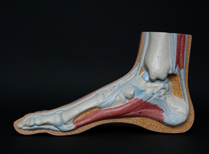 Image of a plastic foot with bones and cartilage showing